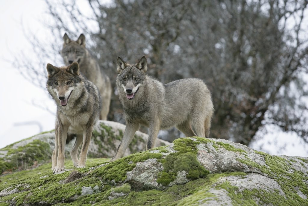 Canis_Lupus_Signatus