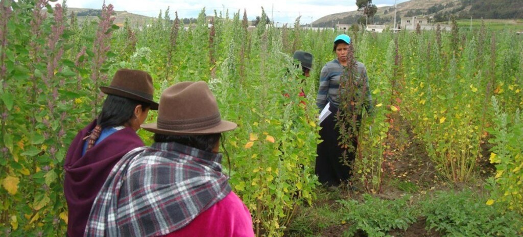 FAO Un grupo de agriculturas cultivan quinoa en la región de los Andes, en América Latina.