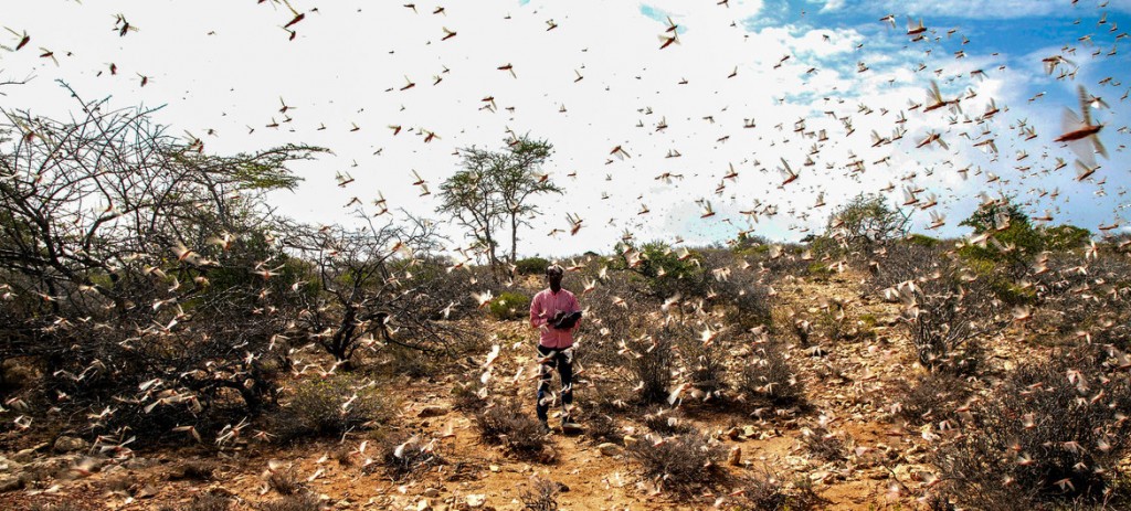 FAO/Haji Dirir . Enjambre de langostas del Desierto.