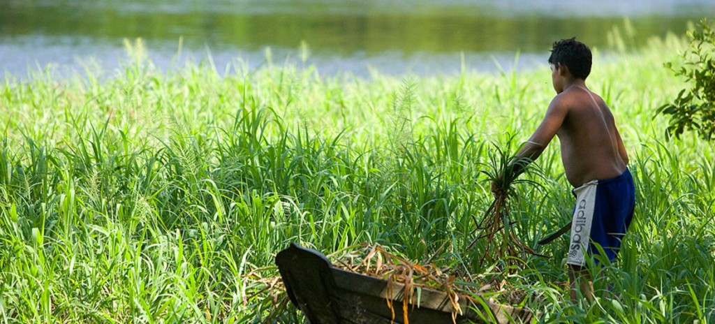 ONU- habitante del bosque nacional Tapajos en Brasil r