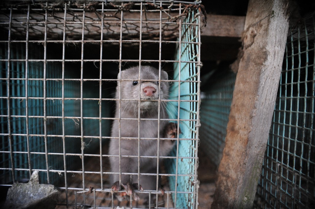 WWF/ Jo-Anne McArthur    Vison americano en granja sueca  