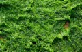 algas verdes mar