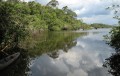 Sudamérica registró la mayor pérdida de bosques del planeta en la última década