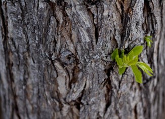 recuperación árbol