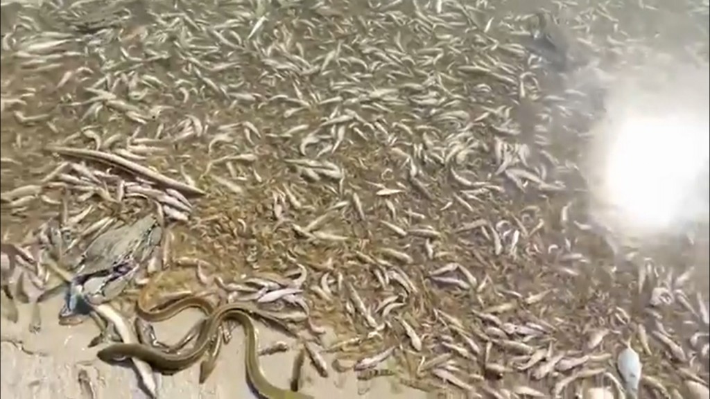 peces muertos mar menor