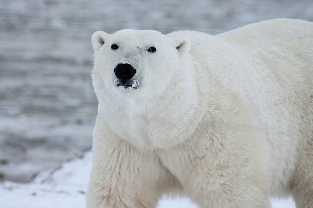 polar-bear-404314_1280